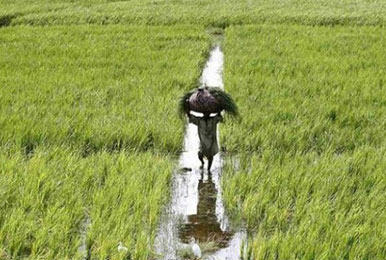एसोचैम ने कहा, बजट में कृषि क्षेत्र को सर्वोच्च प्राथमिकता दे मोदी सरकार