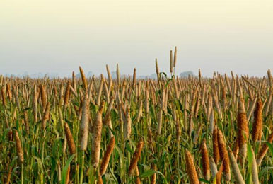 खाद्यान्न उत्पादन पिछले साल के रिकॉर्ड स्तर पर, दाम को लेकर किसानों की बढ़ेंगी दिक्कतें!